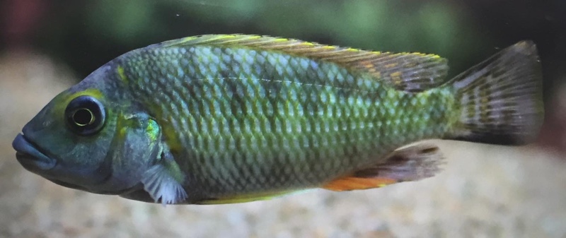 Interochromis loocki 'Mvuna Island'